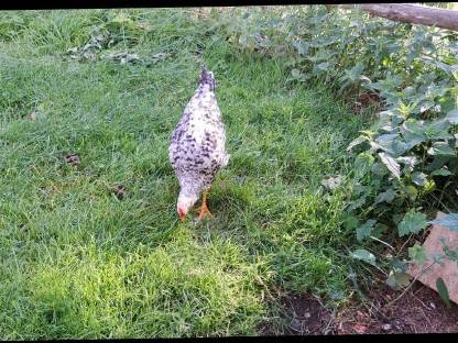 Bild 2:Verschenken Junghahn