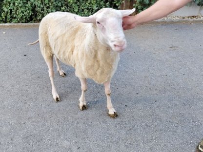 Bild 4:Ostfriesischer Milchschaf Zuchtwidder