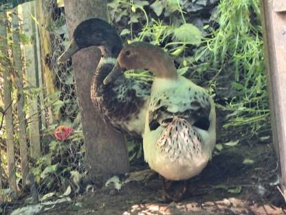 Bild 2:Streicherenten