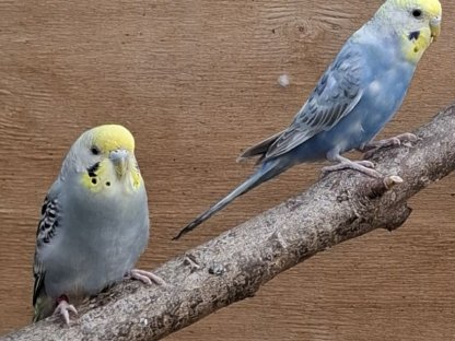 2 Wellensittiche (Hennen)