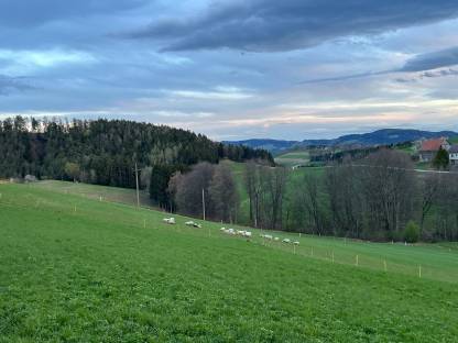 Schafwolle