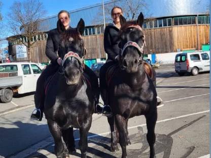 Bild 2:Noriker Rappstute