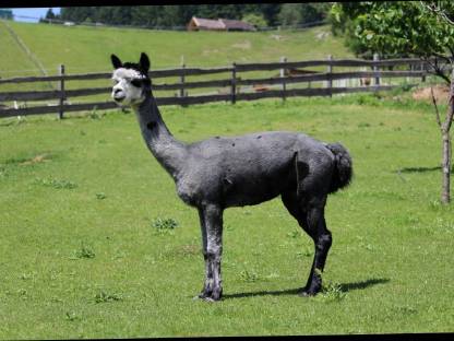 Bild 5:Alpakahengst T Jerry