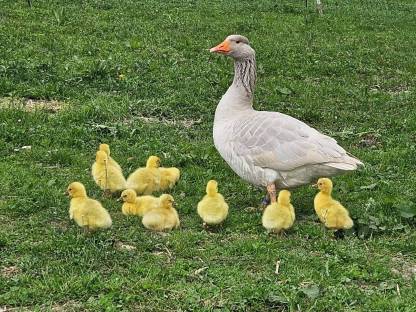 Bild 5:Fränkische Landgänse