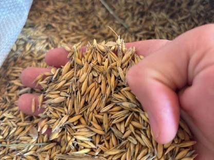 Bild 3:Verkaufe Bio Hafer