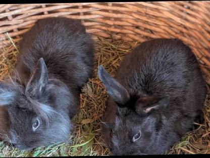 Bild 6:Süße kleine Zwergkaninchen in allen Farben