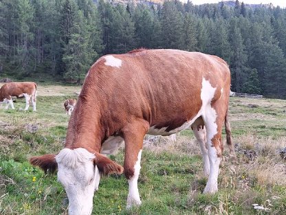 Hochträchtige Fleckvieh-Kalbin