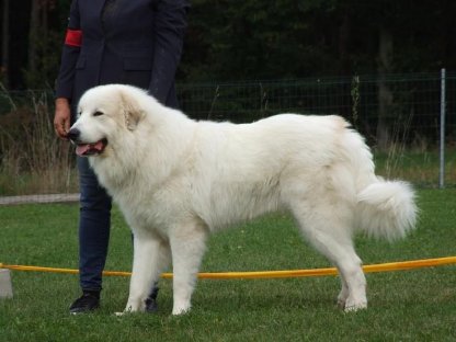 Bild 5:Wir erwarten Pyrenäenberghunde-Welpen
