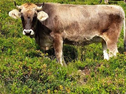 Tiroler Grau Vieh Rind