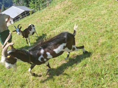 Bild 5:Ziegenbock