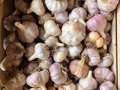 Bio-Knoblauch