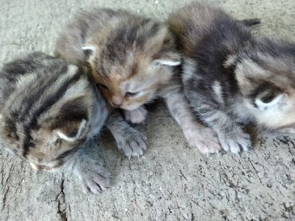 Bild 5:Katzenbabys bald zu vergeben