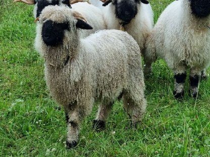 Walliser Schwarznasen Widder HB