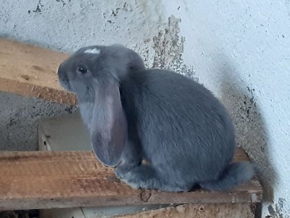 Bild 6:Junge Deutsche Widder