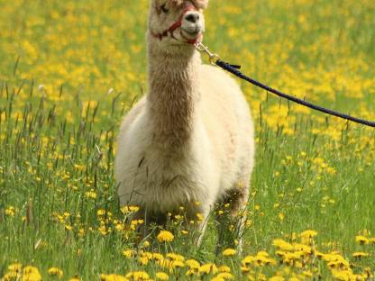 Bild 3:Alpaka-Wallach sucht neues Zuhause