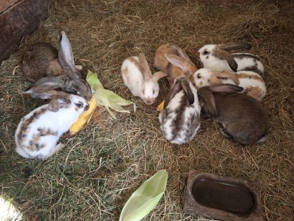 Bild 6:Kaninchen, Fleischhasen/Schlachthasen
