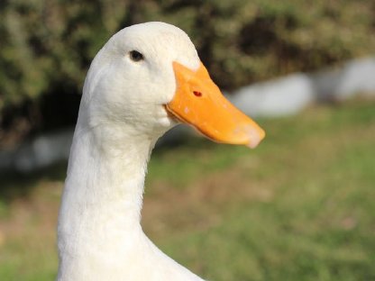Suche Geflügel für tiergestützte Arbeit