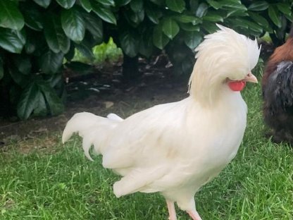 Bild 2:Holländisches Haubenhuhn weiß - Hahn