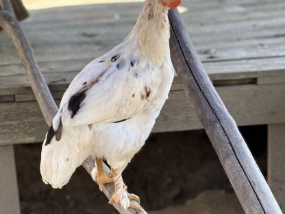 Bild 3:Junge Marans Buntleger Mix Hähne