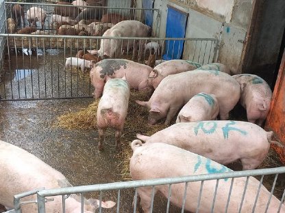 Bio Jungsauen Duroc und Edelschwein