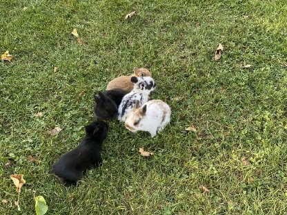 Zwergkaninchen