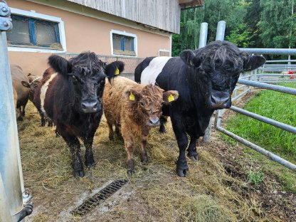 Bild 5:Galloway Kalbin