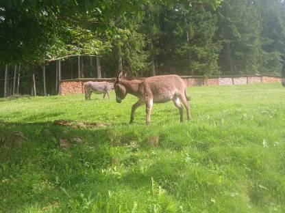 Bild 2:Eselstutfohlen