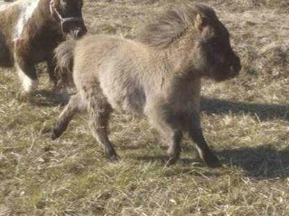 Bild 3:Minishetty Hengstfohlen