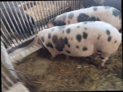 Bild 2:Turopolje Jungsau