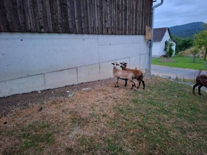 Bild 2:Kamerunschaf Bio