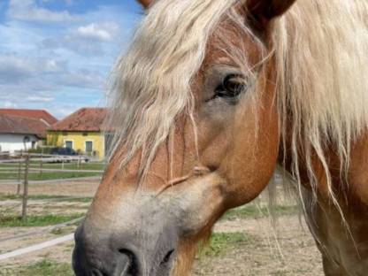 Bild 2:Eine Seltenheit in Österreich