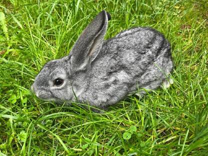 Chinchilla-Hasen abzugeben