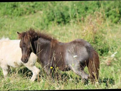 Bild 4:Minishetty Prämienstute mit oder ohne Fohlen