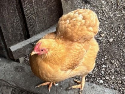 Bild 4:Enten, Wyandotten, Marans, Gänse