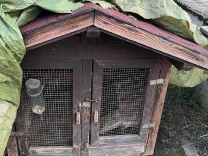 Bild 2:2 Meerschweinchen mit Stall