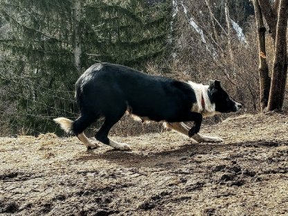 Bild 3:Border Collie Welpen