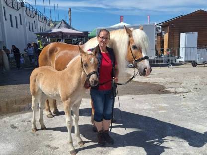 Bild 9:Haflinger Stutfohlen