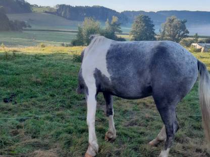 Bild 4:Isländer Mix Hengst