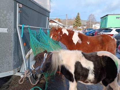 Hübsche Irische Ponystute zu verkaufen