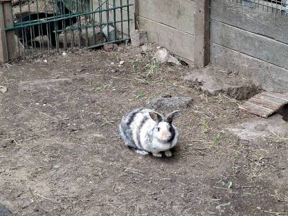 Bild 2:Weibliches Zwergkaninchen