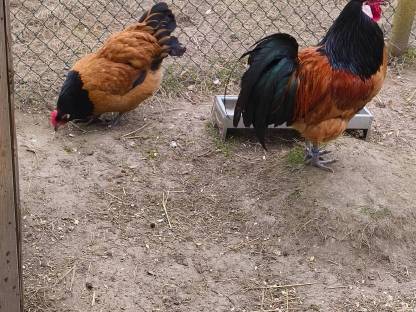 Bild 4:Vorwerk Bruteier