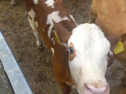 Bild 4:Verkaufe 4 Stierkälber