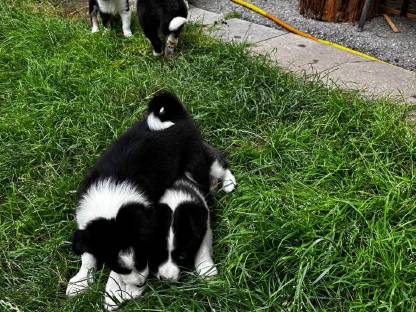 Bild 3:Border Collie Welpen