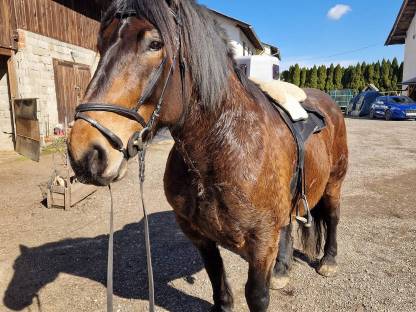 Bild 2:Norikerwallach abzugeben