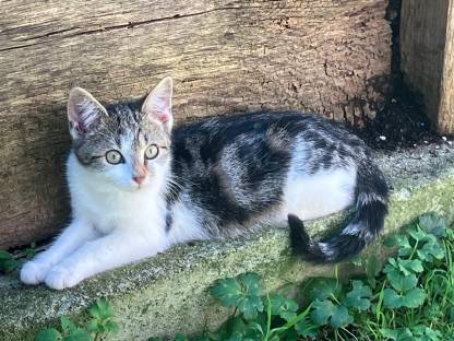 Bild 6:Kätzchen - Babykatzen - Halblanghaar - Kurzhaar