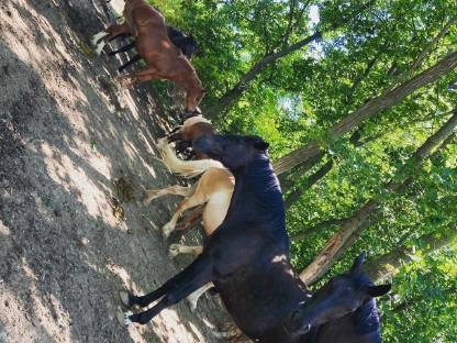 Bild 3:Einstellplätze im Weinviertel