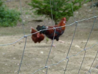 Bild 3:Altsteirer zu verkaufen