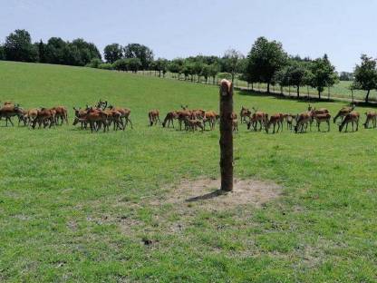 Rotwild, Hirsche, Wild
