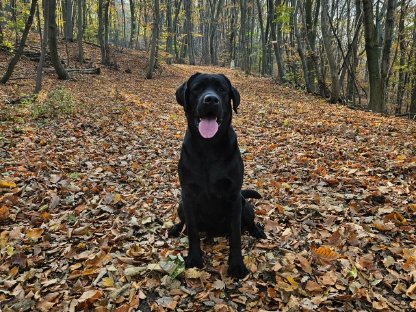 Bild 7:Labrador Deckrüde mit FCI Ahnentafel