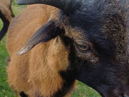 Kamerunbock